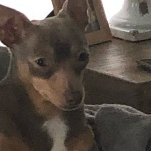 Meet your Posher, Ainsley